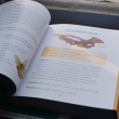 The crystal bible, priročnik za kristale, vodnik po kristalih, knjiga o kristalih, opisi kristalov, uporaba kristalov
