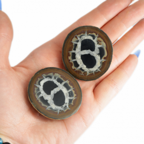 septarian rezina par, komplet, fosil, zmajev kamen