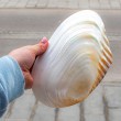 posodica za kristale, školjka, podstavek za kadila, biserovina,